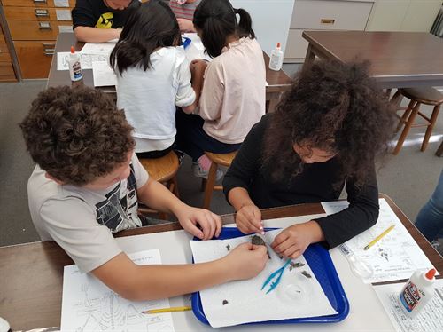 Owl pellet dissection