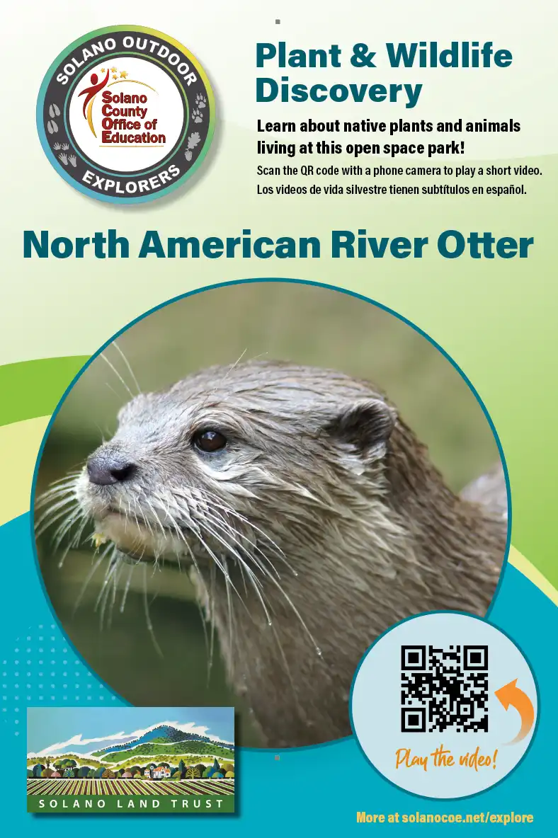 preview of Solano Outdoor Explorer Quest sign with QR code linked to video about Otters