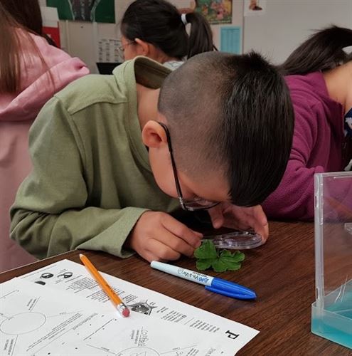 Inspecting the plant transport system of a leaf