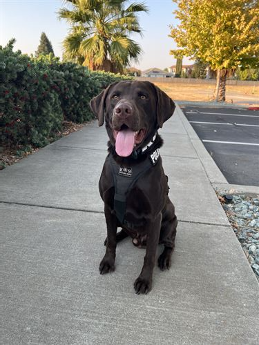 dog sitting on sidewalk