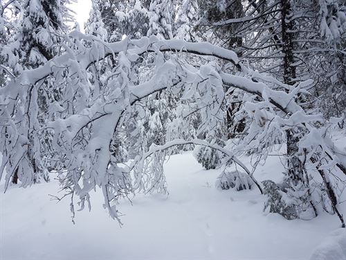 Tree branches arched over from heavy fresh snow on top