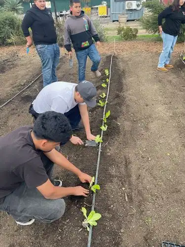 Students planting lettuces