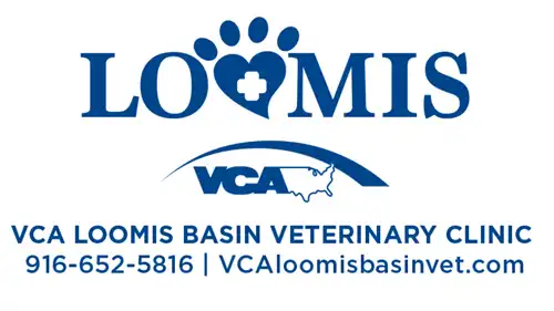 vet