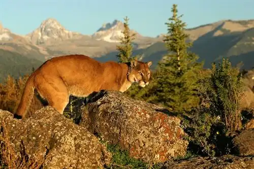 Cougar