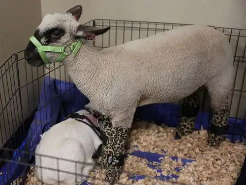 Lamb from Family Ag Night