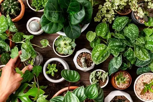 Plants