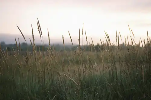 fields 