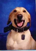 K9 Drug Dog Officer Leonard Portrait Picture 