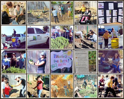 Photo collage of plants being put into Turner School's new sensory garden.
