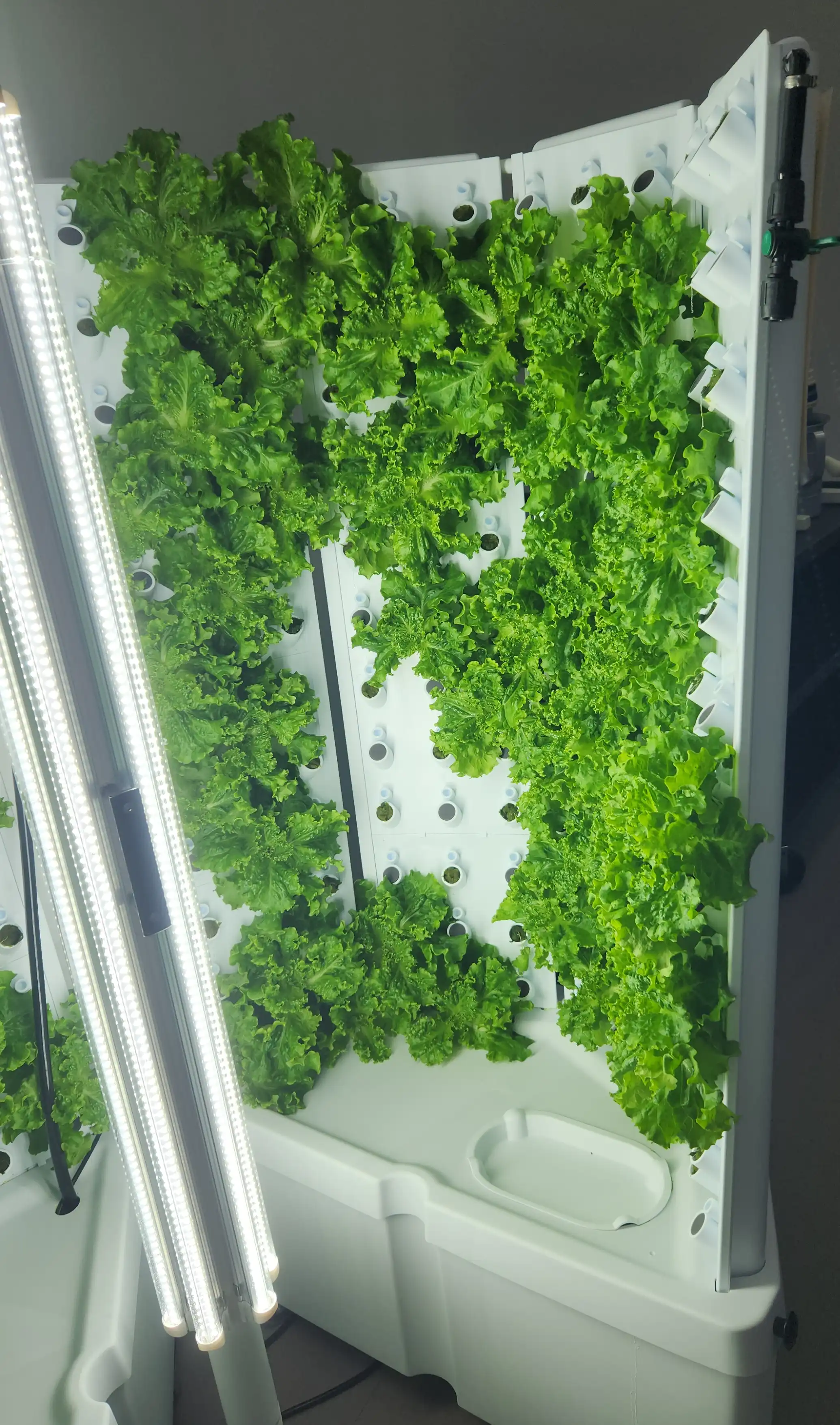 Hydroponic system